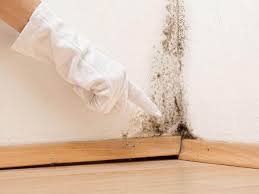 Best Black Mold Removal  in Fredericktown, OH